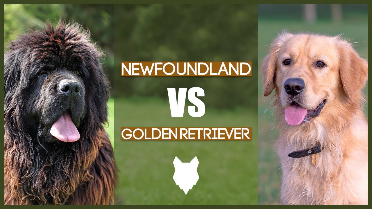 NEWFOUNDLAND VS GOLDEN RETRIEVER