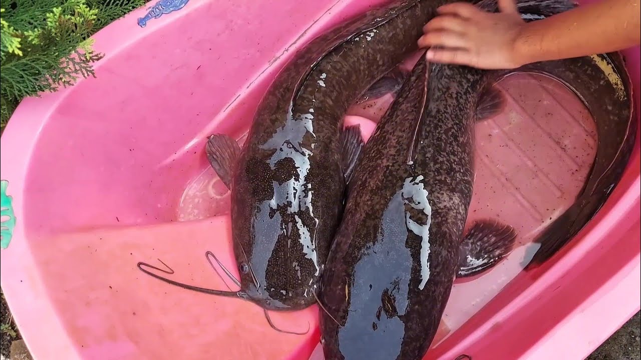 Menguras kolam Menangkap lele besar