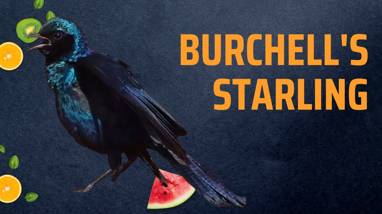 💙 Burchell&rsquo;s Starling: The Sparkling Beauty of Africa | Amazing Planet 🌍