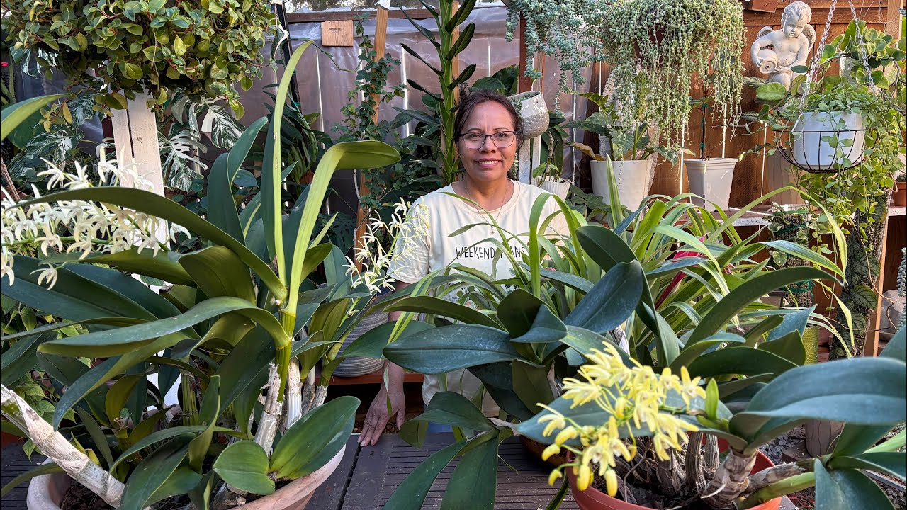 Las 6 Plantas que te encantaran con muchas flores y pocos cuidados