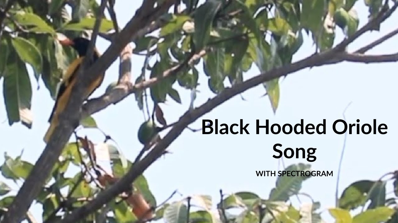 Black Hooded Oriole Song with Spectrogram | Bengali Name বেনেবউ বা ইষ্টিকুটুম | Bird Song 4 | Type 3