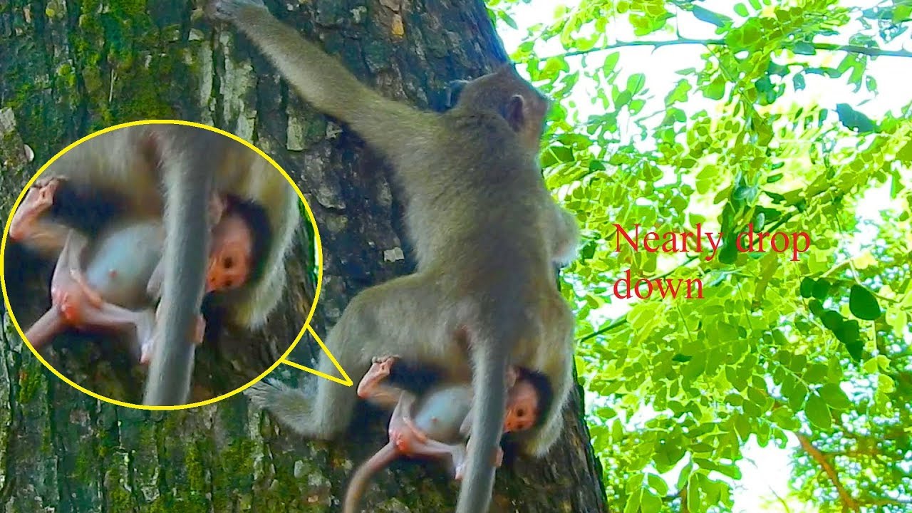 Million Pity !! Daniela lost mom cries seizures and she nearly fall down from high tree by Dee Dee