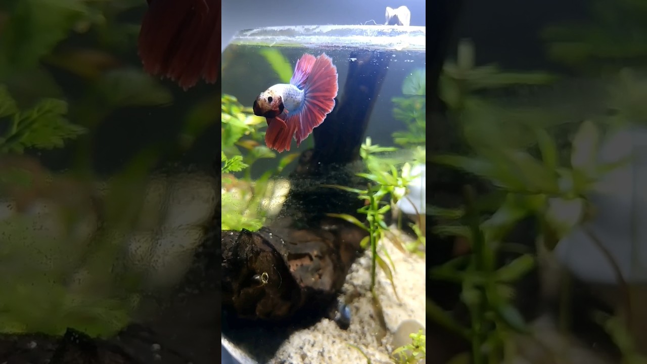 WHY SHE'S ANGRY 😏 #bettaaquarium #plantedbowl #aquascape #aquariumhobby