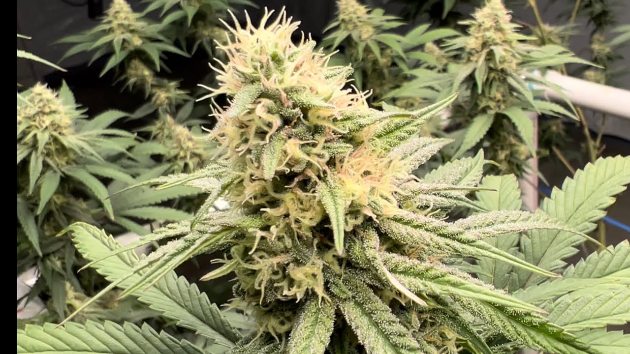 Organic Living Soil Medical Cannabis Garden : Tally Man, Tropaya: Viparspectra XS 3000 : Buildasoil