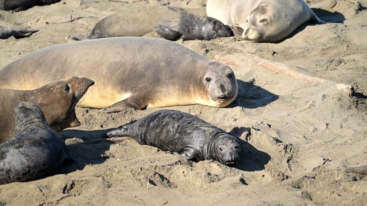 Uncut footage: Elephant Seal Mother Separated from Pup, Pup Very Confused.