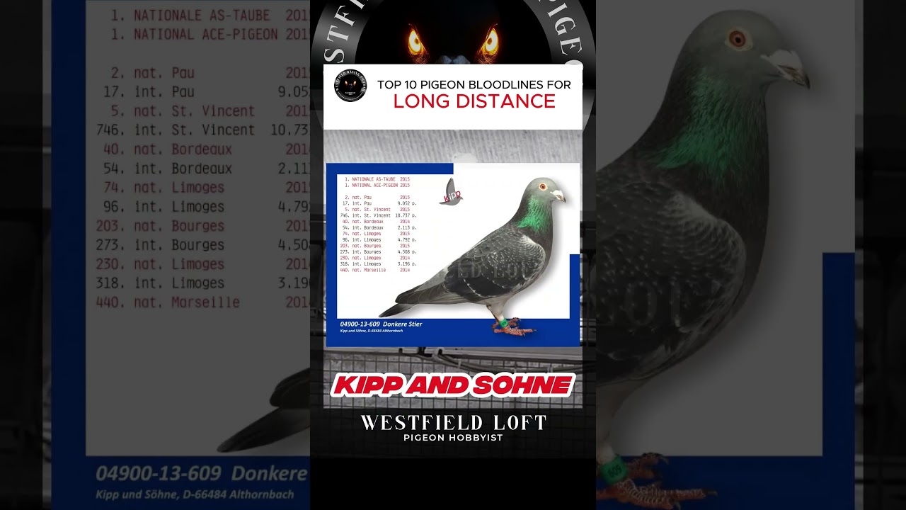 TOP10 BLOODLINES FOR LONG DISTANCE