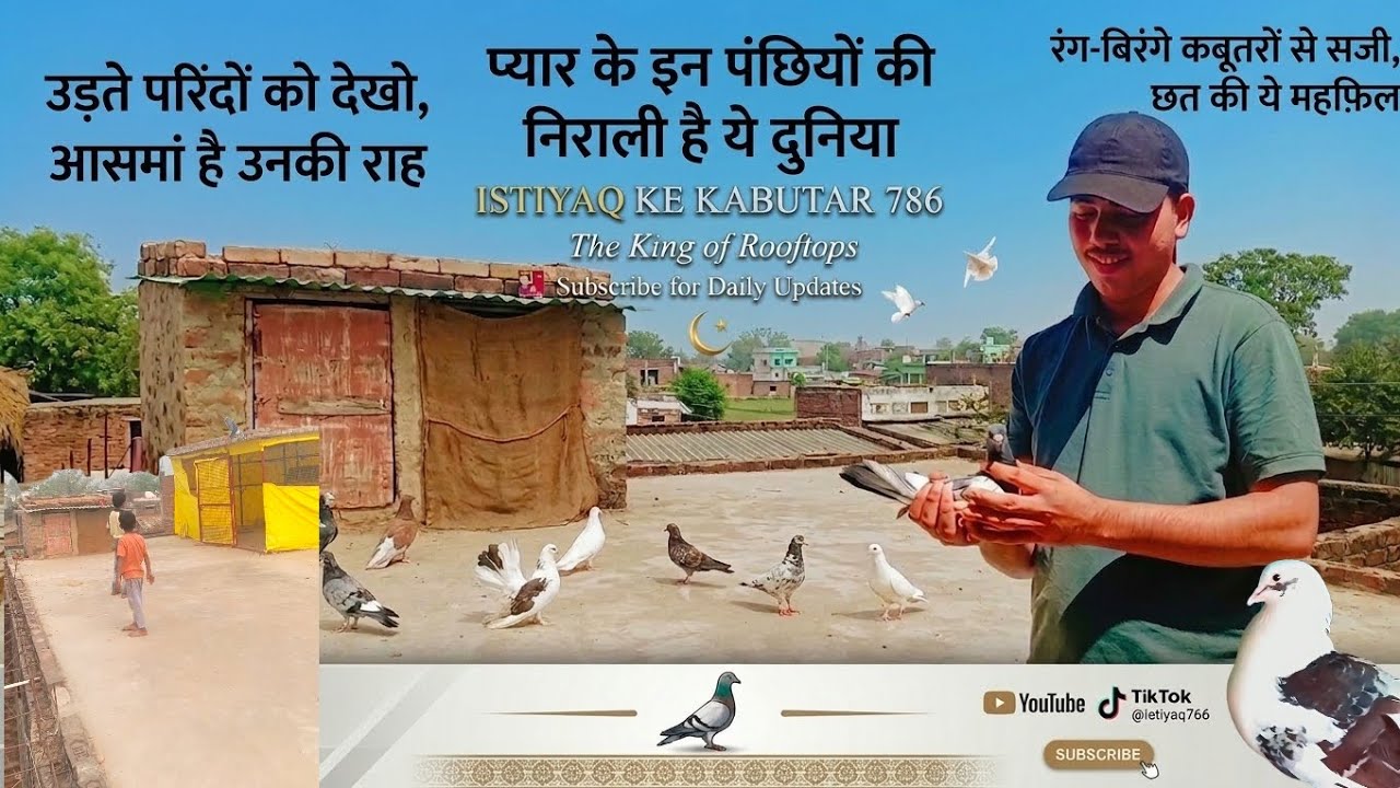 Aisa Kabutar Pehle Nahi Dekha Hoga! 😍 | Pure Mohalle Mein Aise Kabutar Kisi Ke Paas Nahi