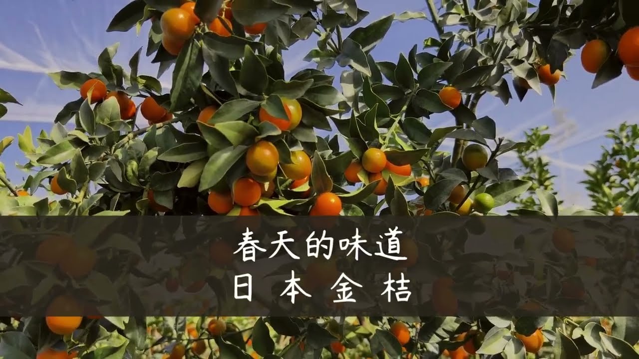 臻誠鮮菓-日本金桔 屬於春天的美妙滋味，只需簡單清洗，連皮都可吃，酸酸甜甜，風味獨具，享受美味趁現在 #fruits #水果 #金桔