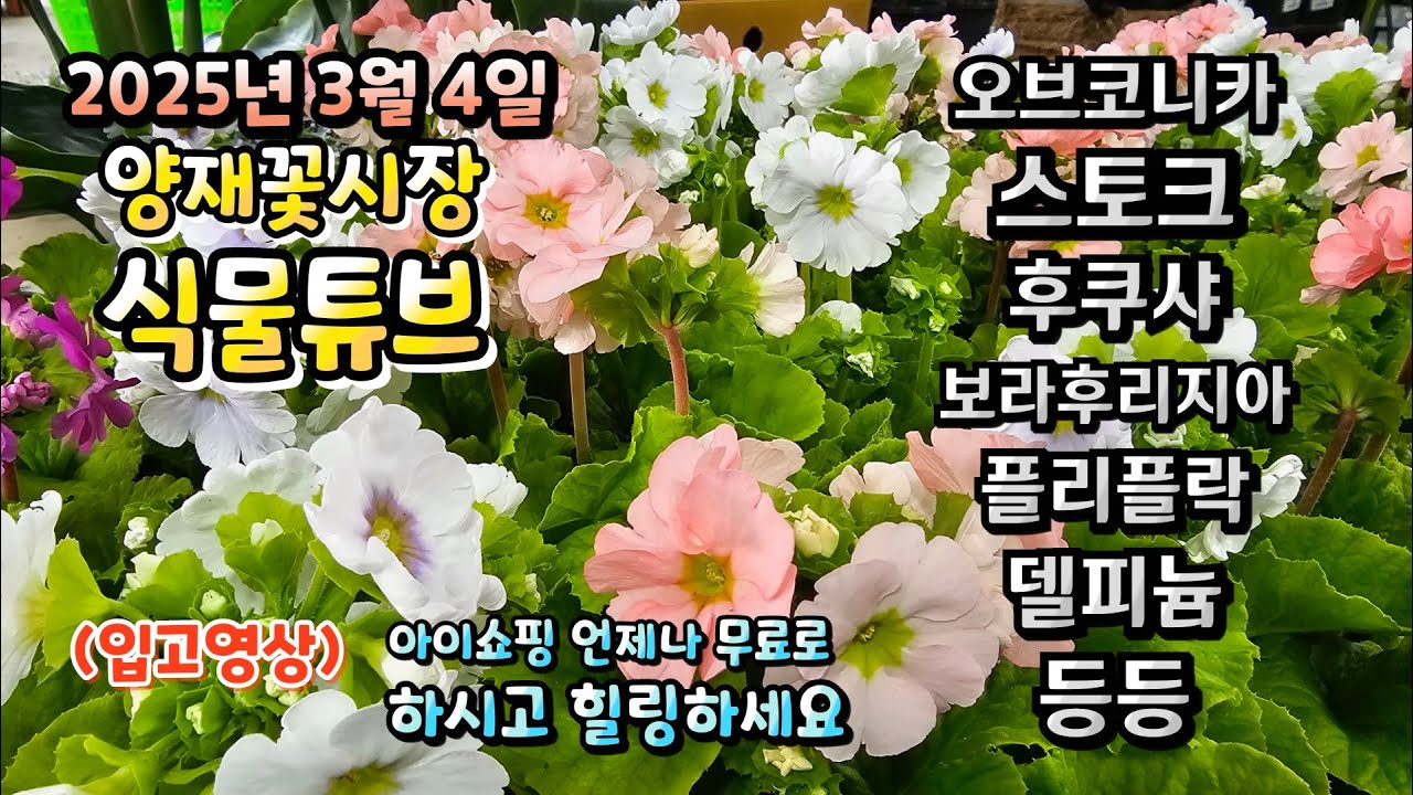 오전 내내 눈발이 날린 25년 3월 4일 양재꽃시장에는 어떤 식물들이 입고되었는지 시청 하시면서 힐링타임 되시길 바라겠습니다~ #양재꽃시장 #식물튜브 #월동 #관엽 #식물아빠