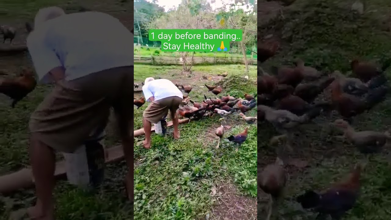 #landfowl #chicken #rooster #freerange #sabongonlinetips #viral #viralvideo #