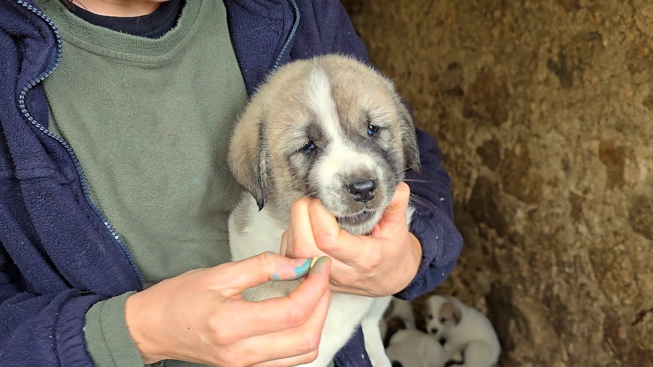 Atendiendo a los cachorros de mastín, tenemos nueva integrante