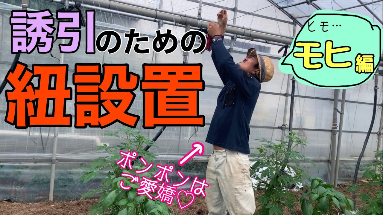 誘引のために紐をこうやって設置してます！〜モヒ編〜