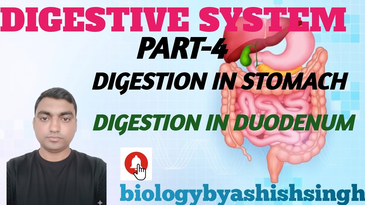 Digestive system part 4 . Digestion in stomach.digestion in duodenum