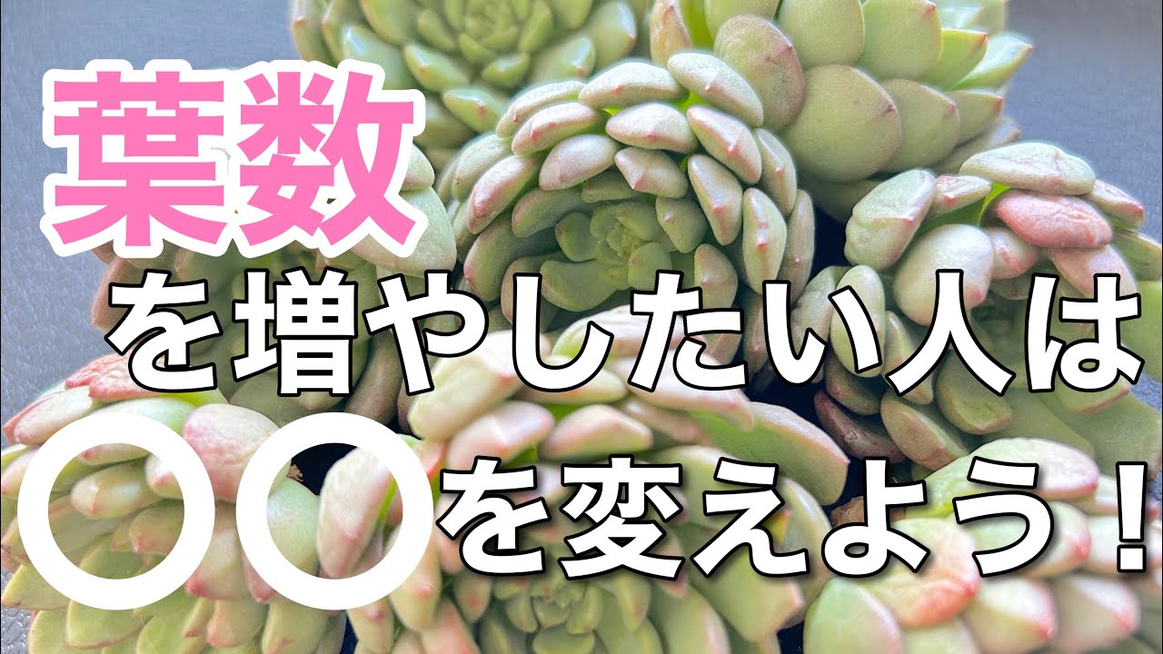 【多肉植物】エケベリアの葉数を増やす方法は？＃多肉＃多肉植物＃多肉の育て方