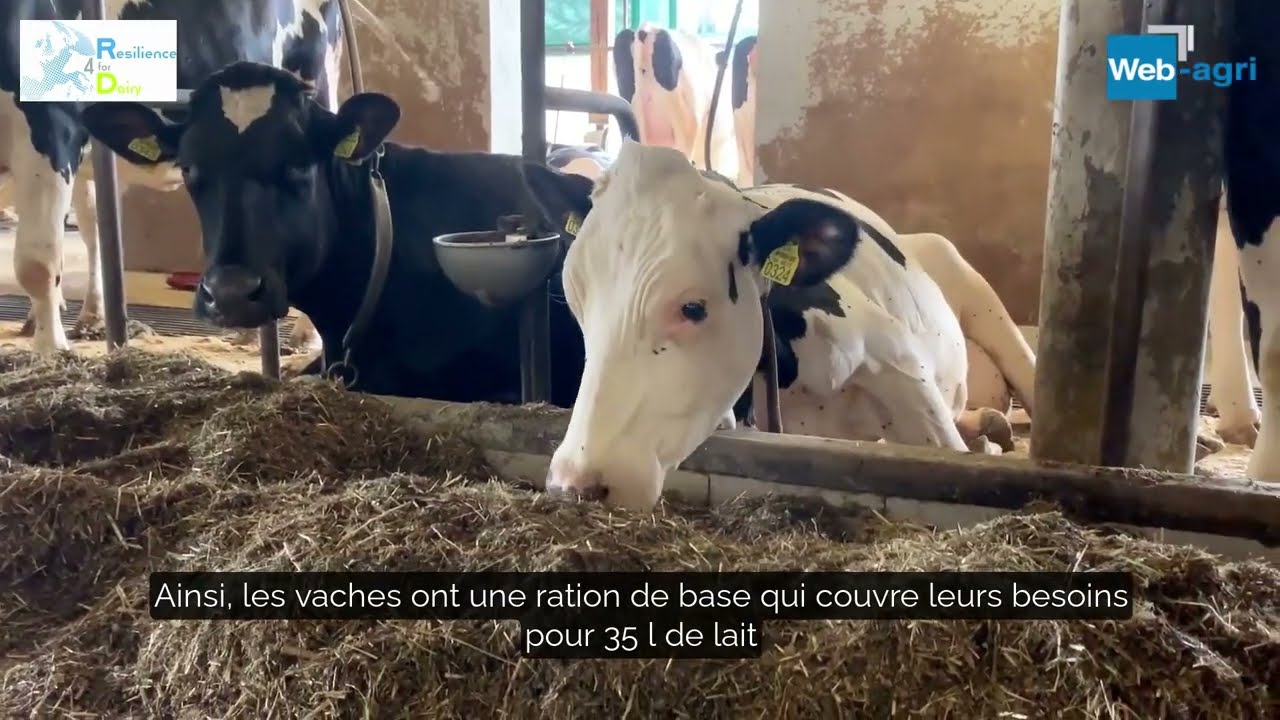 Une stabulation entrav&eacute;e typique de Slov&eacute;nie