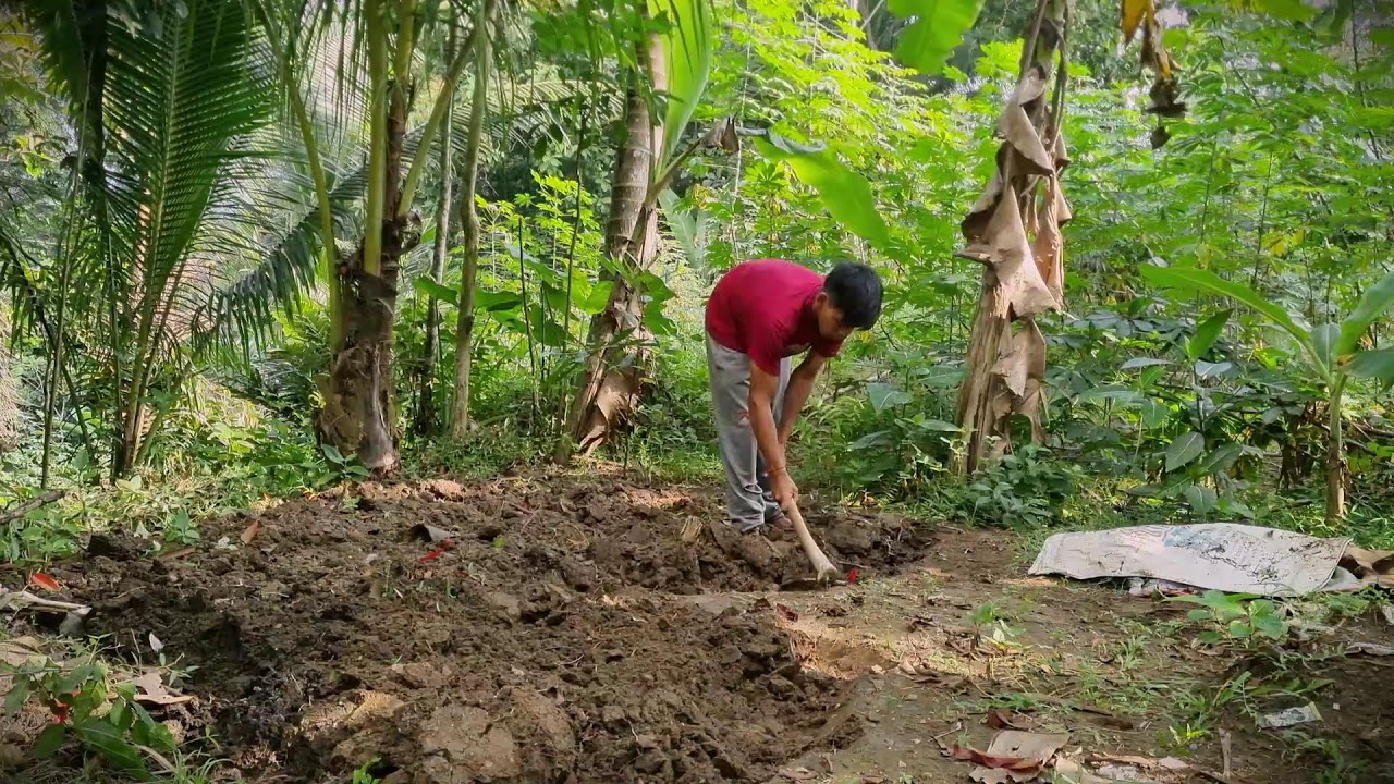 Groundwork: Hoeing the Garden for Cassava Planting _FarmersLife _Shorts