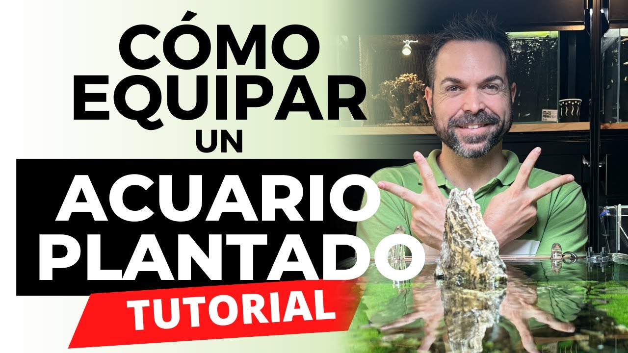 Cómo equipar un acuario plantado | NA GALLERY | Consejos prácticos