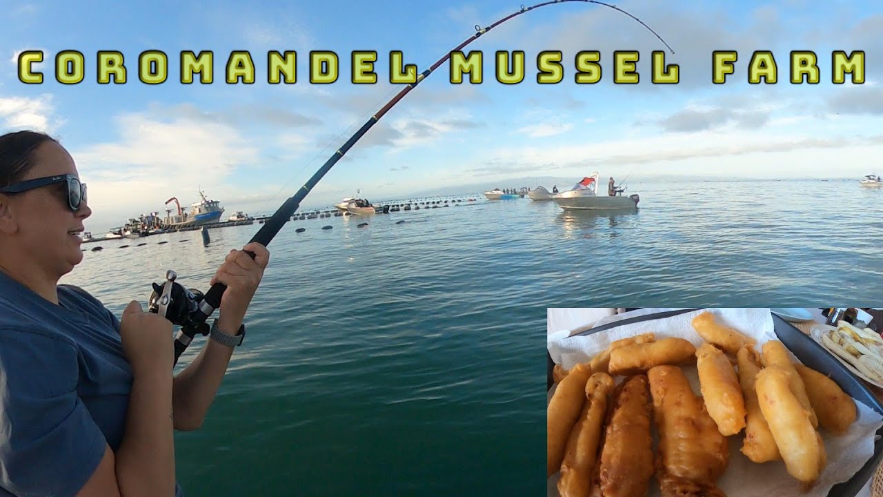 Coromandel Mussel Farm | Snapper fishing