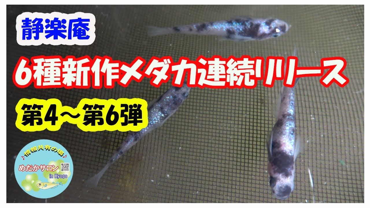 第140回 【静楽庵 6種新作メダカ第4弾～第6弾】