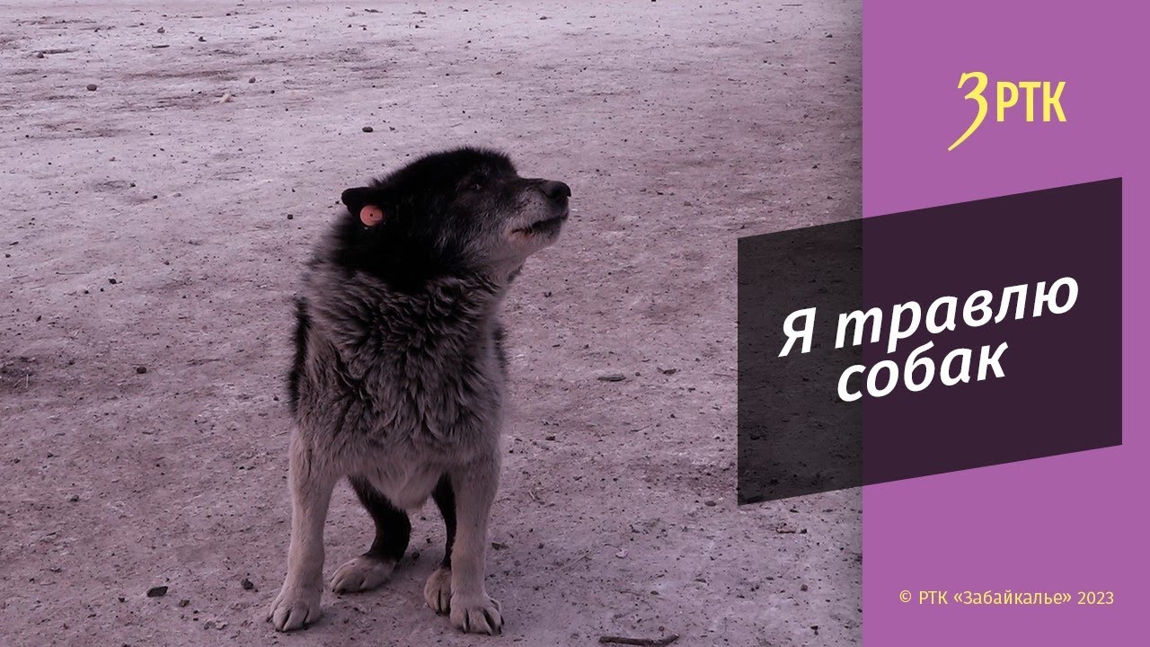 Откровение догхантера: я не вешаю головы на стену, у меня у самого есть собака