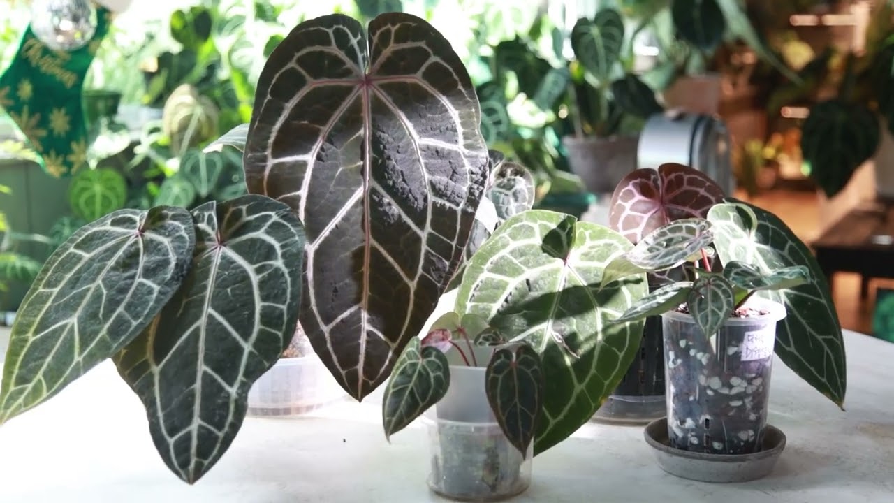 Visiting the home of a Korean anthurium collector Sunnyㅣ Anthurium Portrait