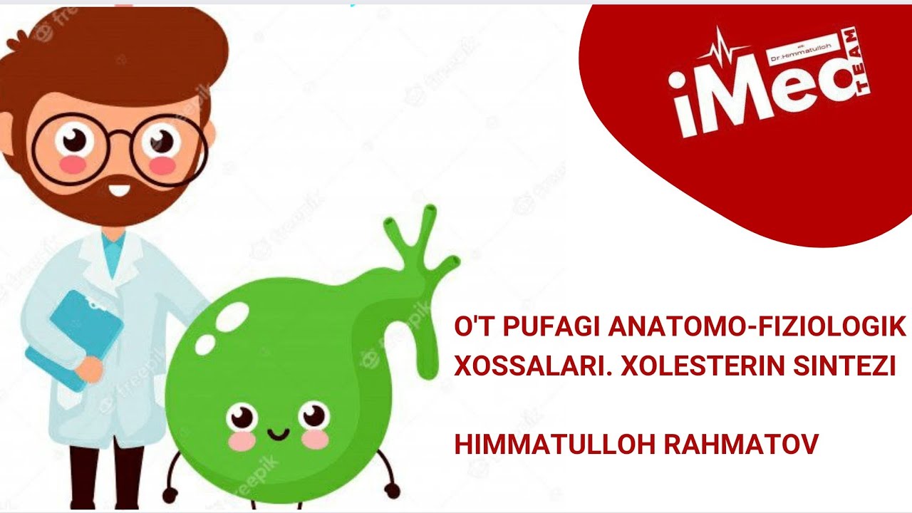 O't pufagi anatomo-fiziologik xossalari. O't, Xolesterin sintezi.