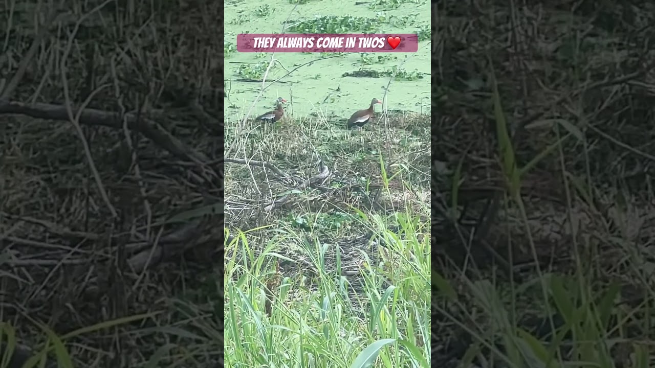 Watch the Summer ducks #duck  #love #ducksunlimited #ducklife #summer #birds
