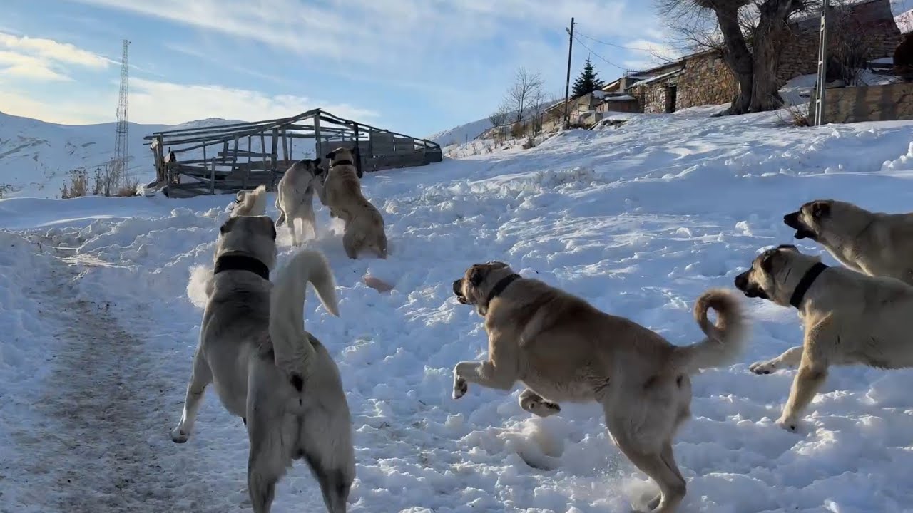 ARPALARI FAZLA GELDİ 😡 BİR TÜRLÜ DURDURAMADIM