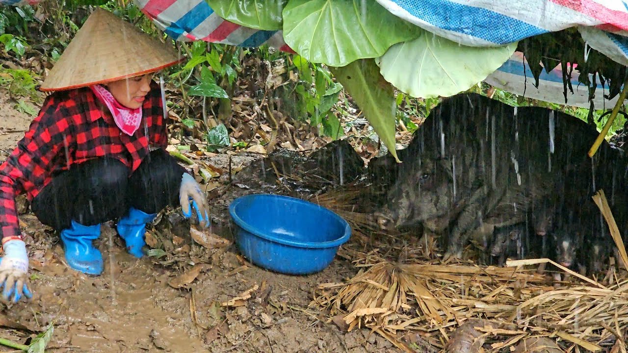 Successfully bringing farrowing pigs from the forest to the farm / Ban Thi Diet