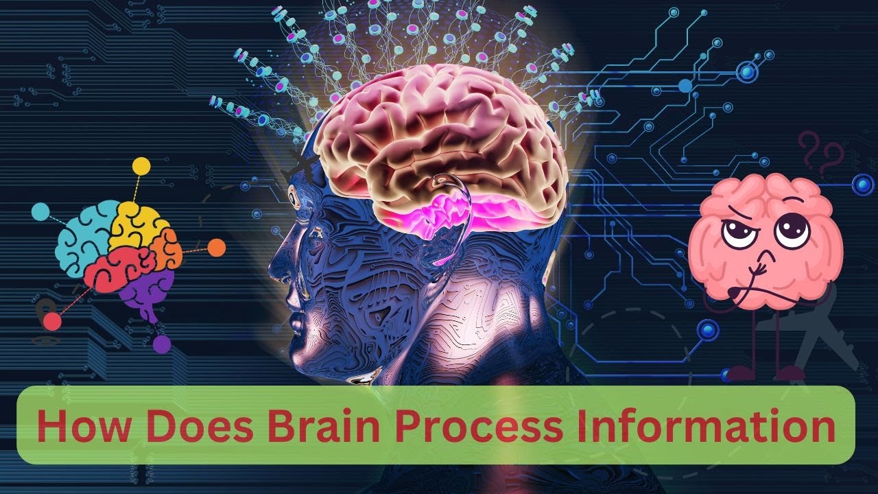 How Do Our Brains Process Information? The Science of Cognition (6 Minutes)