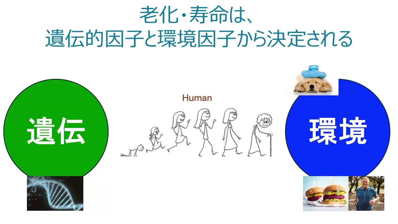 すぐにわかる老化と寿命　ー脳に着目した老化研究ー