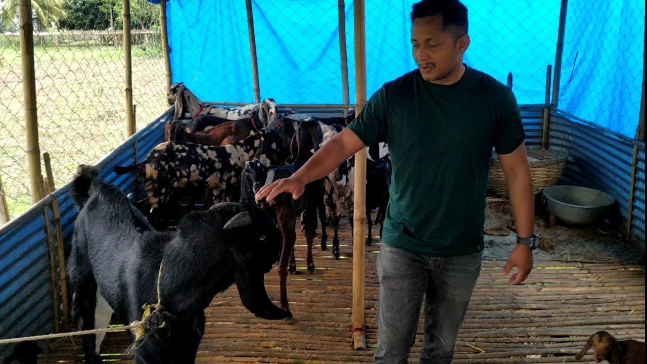 New Goat Farming Arunachal Ph-9085543168