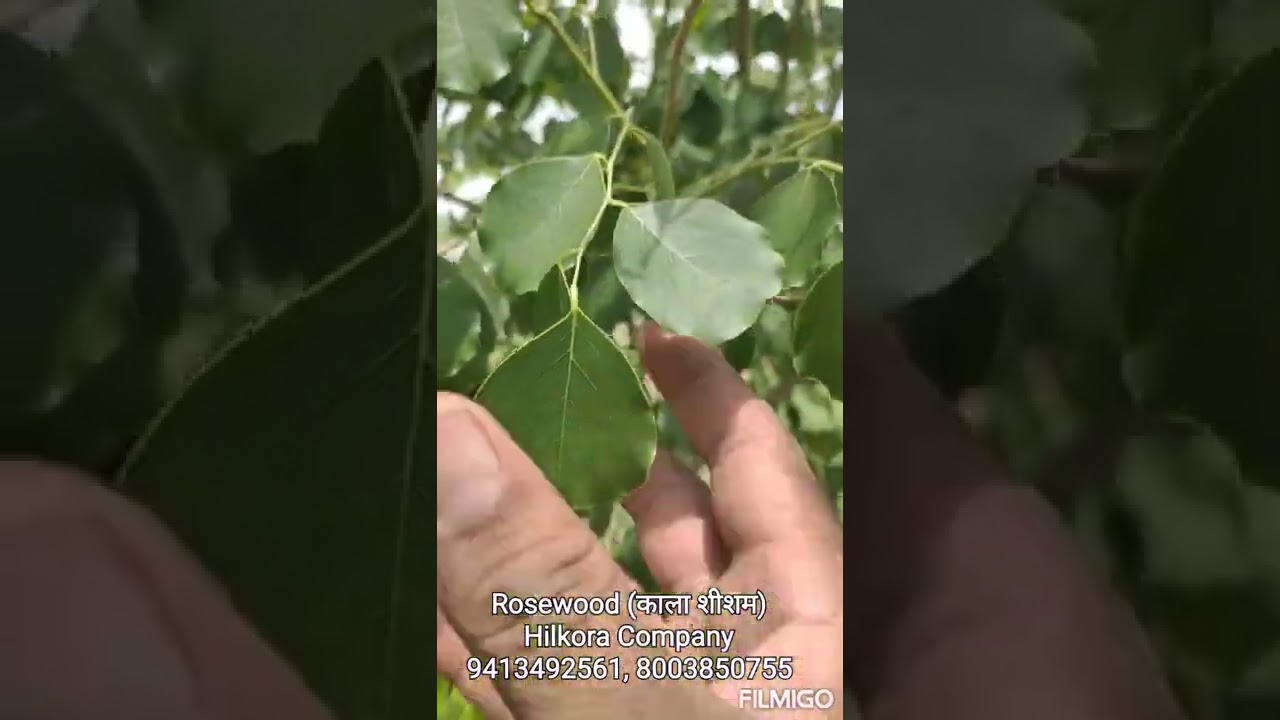 Rosewood plant, kala shisham, काला शिशम का पौधा, 9413492561, 8003850755, रोजवुड प्लांट