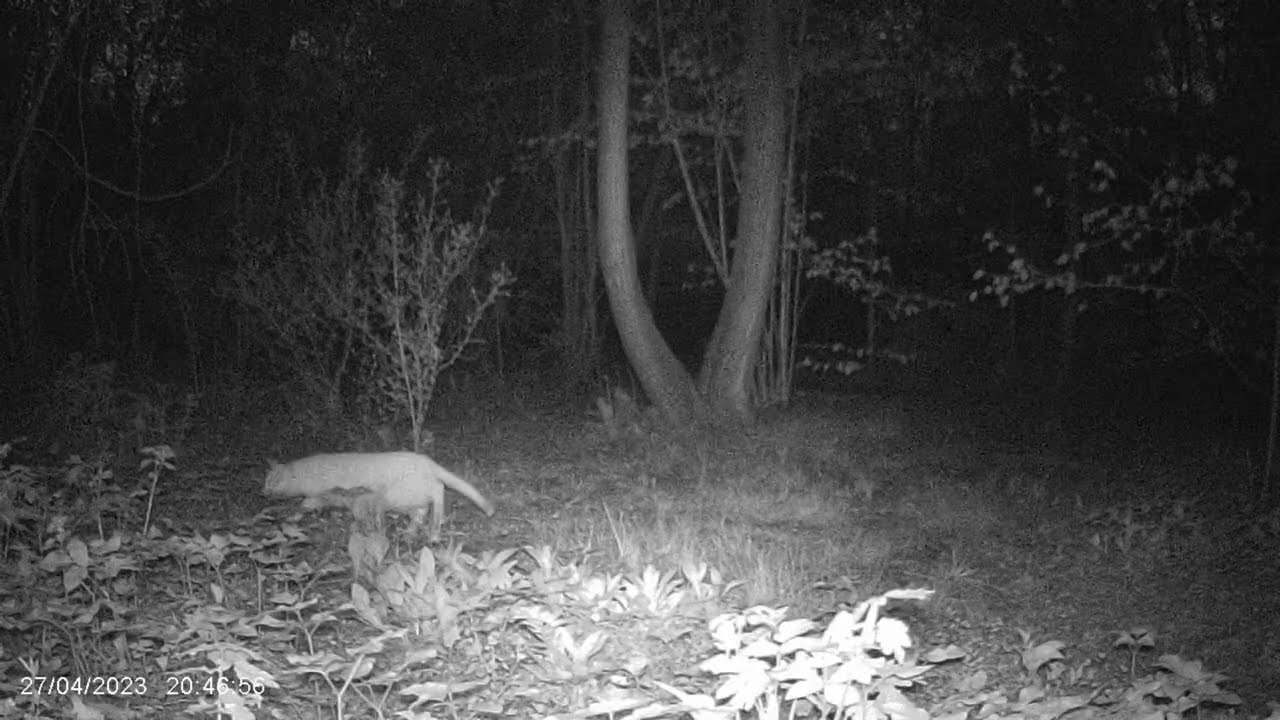 Testing Haza PR700 trail camera