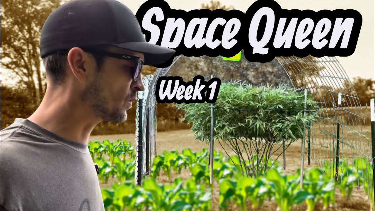 Flowering Plant Week 1 Space Queen Update 