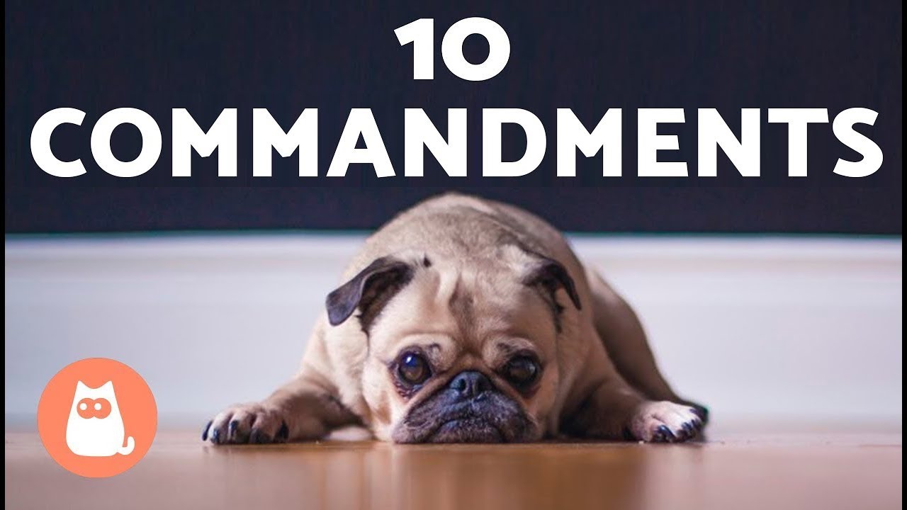 The 10 Dog Commandments Do You Follow Them All?