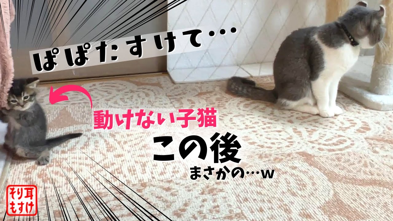 動けなくなった娘を救出する父親の動きが人間顔負けｗ【奇跡のイクメン猫】