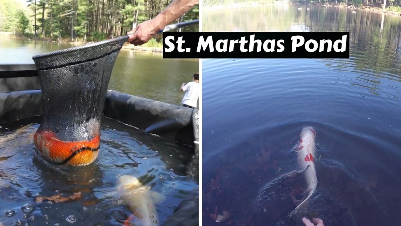Returning HUGE Fish Back Into Their Original Pond!