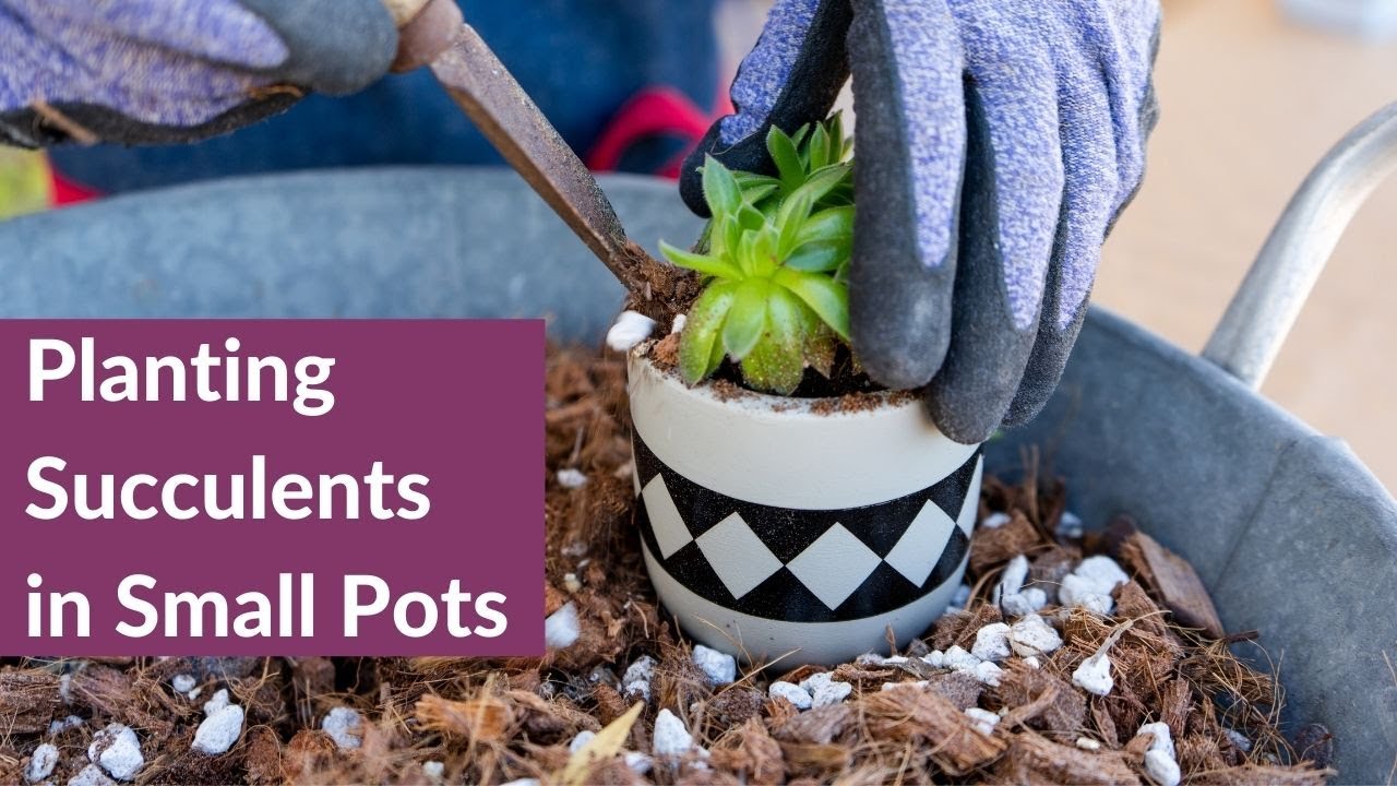 HOW TO PLANT SUCCULENTS IN SMALL POTS / JoyUsGarden