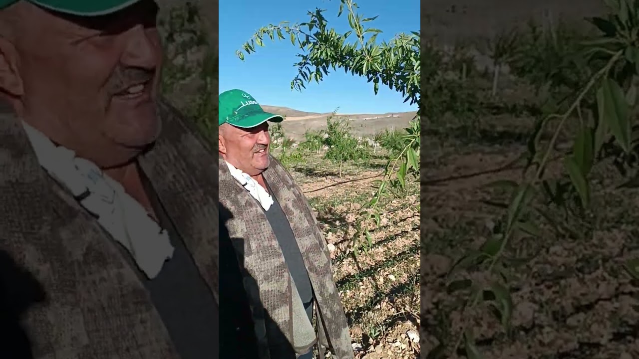 Badem ağacı şekil budaması