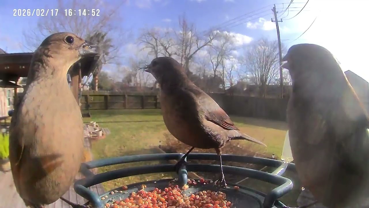 Brown-headed Cowbirds 2/17/2026