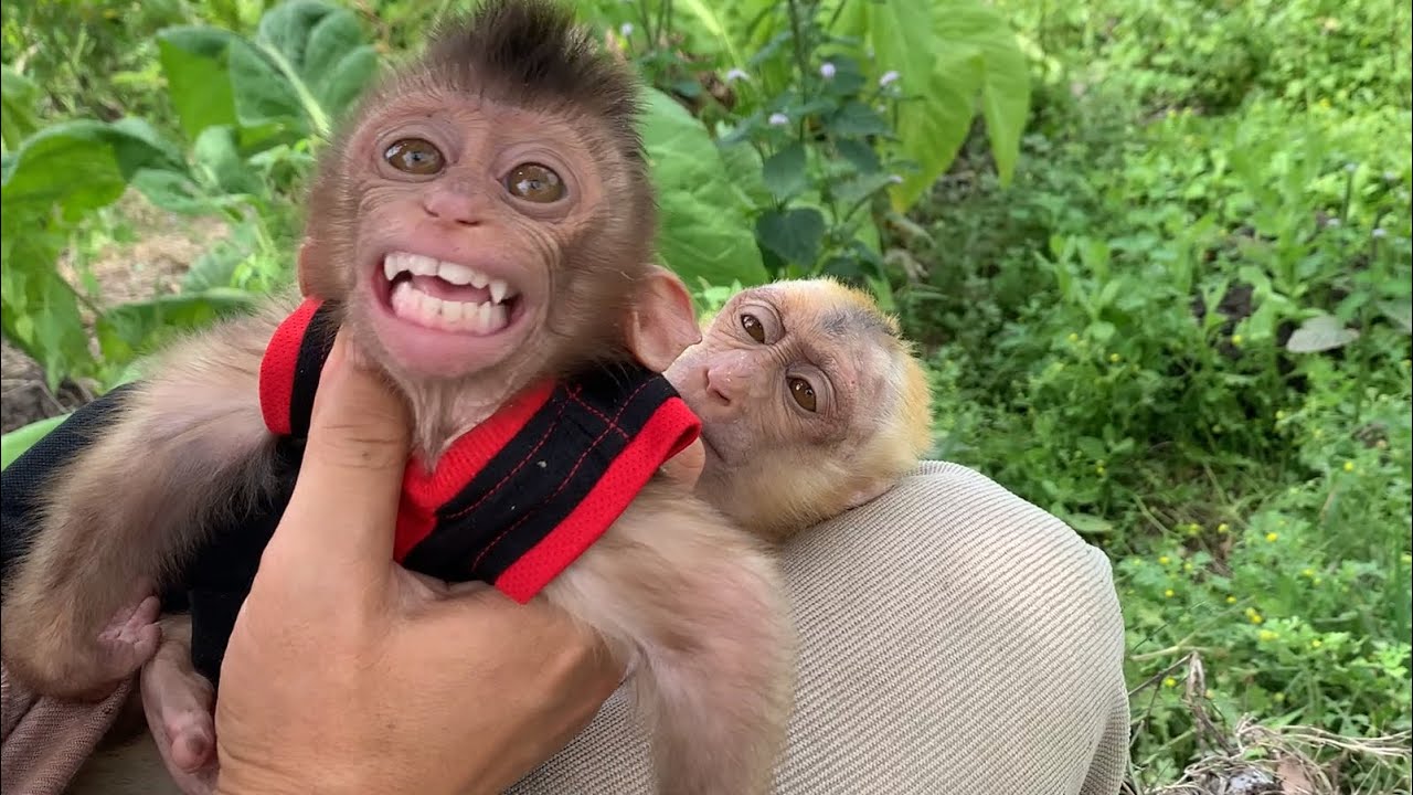 Caught on Camera! Baby Monkey Mone and Lon Sudden Fall Leaves Mother in Panic