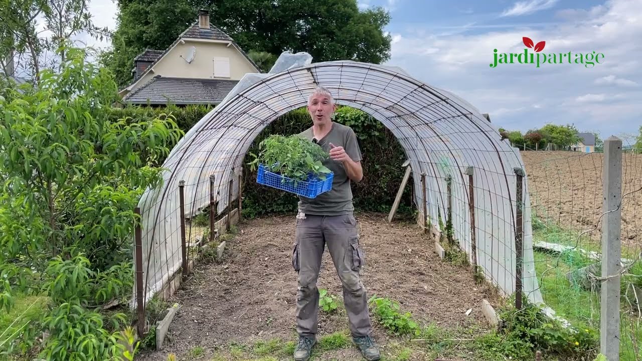 Comment planter des tomates ? Le tuto complet pour réussir un bon départ !