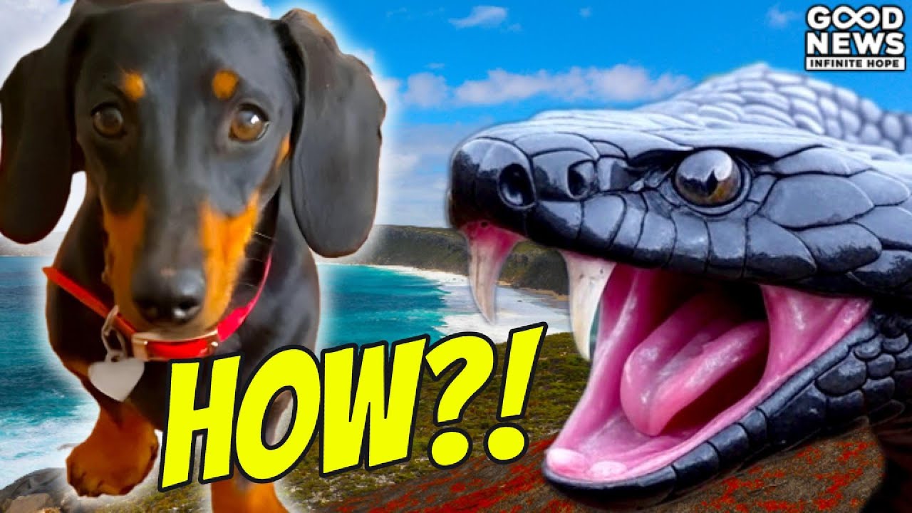 Wiener Dog SURVIVES 500 DAYS in the Wild on Kangaroo Island!💕🐶