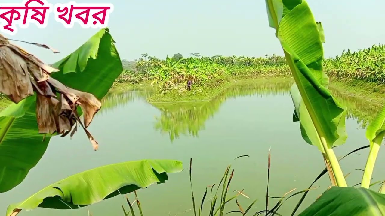 মাছের ঘেরে কলার চাষ থাকব সুখে ১২ মাস 