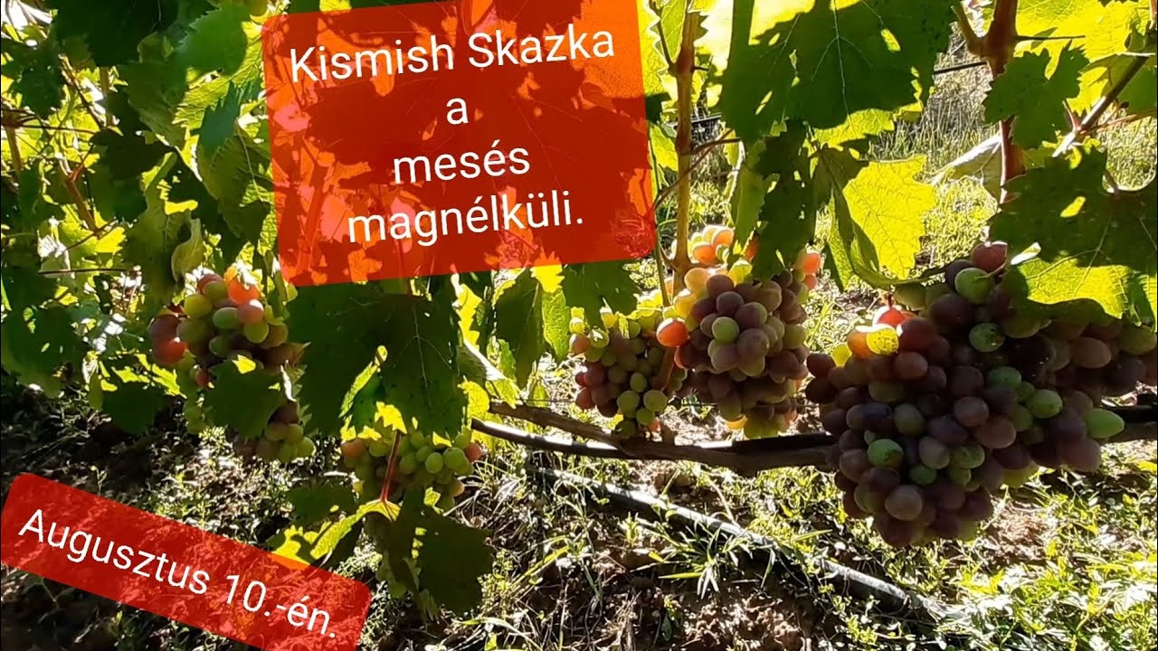 Kismish Skazka, Halloween, Pesztrij, Szamil. Most ezek a fajták mutatnak jól nálam.