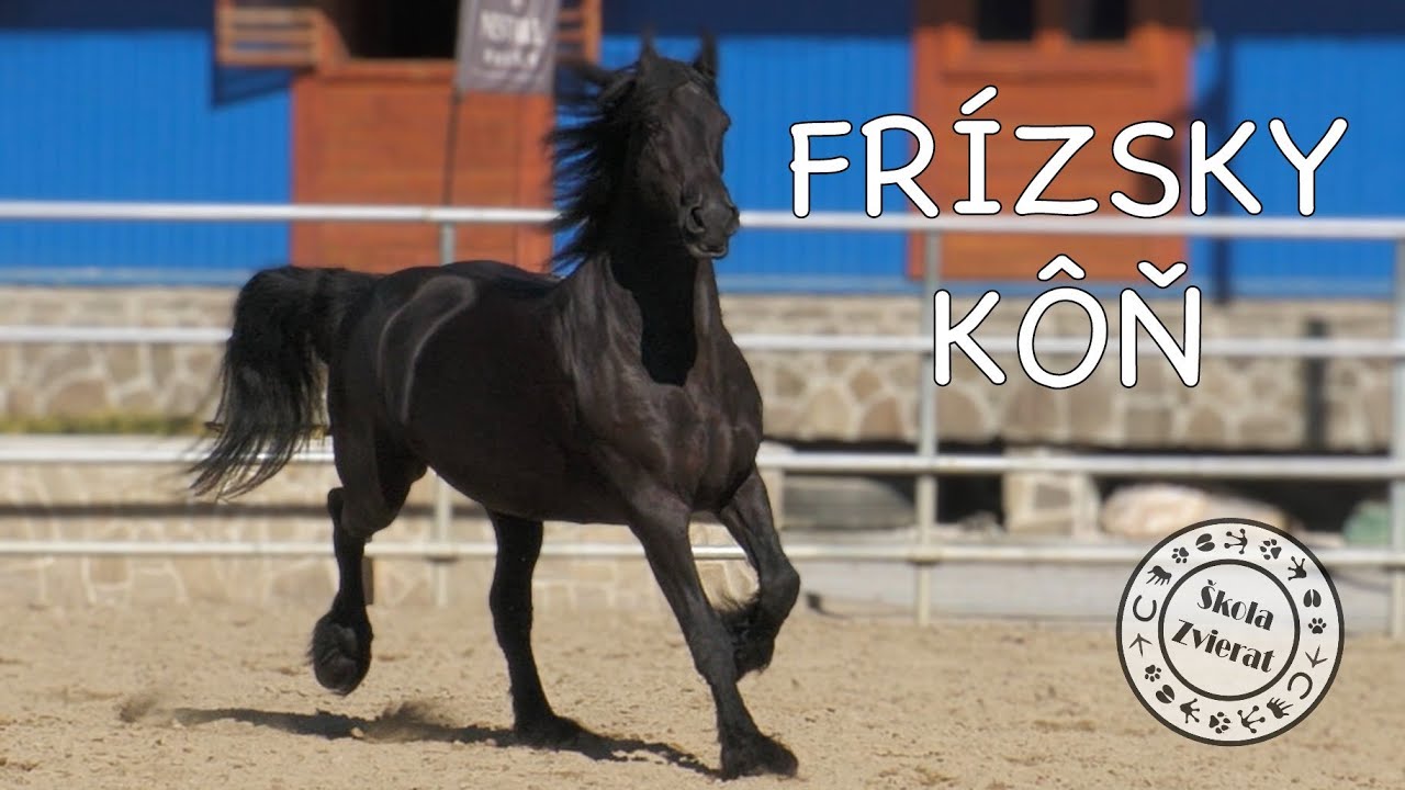 Škola Zvierat - Frízsky Kôň