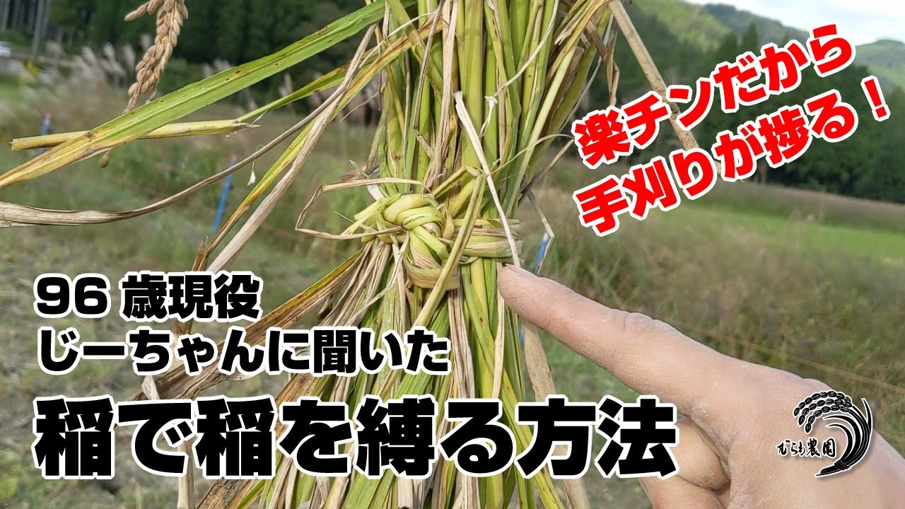 稲で稲を縛る方法！藁も麻紐も使わずに束ねるから手刈りが捗る！