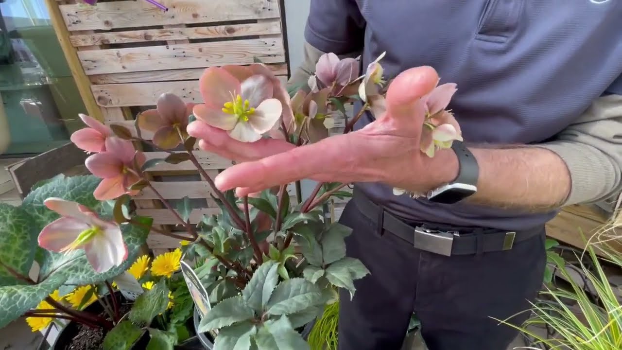 Top 3 Colorful Shade Plants 🌿 | Expert Tips from Rusty Allen at North Haven Gardens