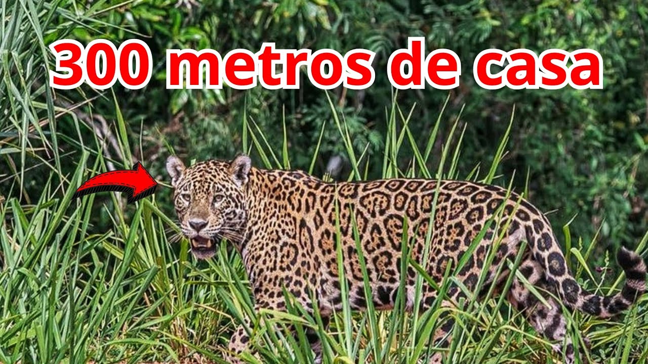 A ONÇA CEGA DE UM OLHO  VEIO QUASE DENTRO DE CASA 🏠 ... E PASSOU NAS CÂMERAS 